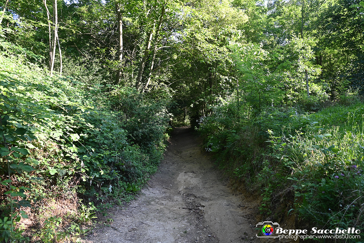 VBS_4948 - Il bosco fatato - Montaldo Roero.jpg